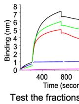 Purification of Crimean Congo Hemorrhagic Fever Virus (CCHFV) Nucleocapsid Protein Using Detergent Gradient and Free Thawing