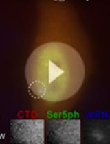 Visualization, Quantification, and Modeling of Endogenous RNA Polymerase II Phosphorylation at a Single-copy Gene in Living Cells