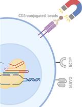 CRISPR/Cas9 介导的基因敲除后负选择导致原CAR19 T 细胞中的 TCR 完全耗尽