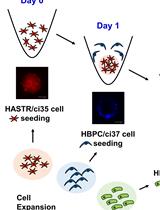 Generation of a Human Conditionally Immortalized Cell-based Multicellular Spheroidal Blood-Brain Barrier Model for Permeability Evaluation of Macromolecules