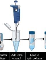 Cost Effective Method for gDNA Isolation from the Cecal Content and High Yield Procedure for RNA Isolation from the Colonic Tissue of Mice