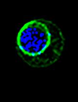 果蝇翅成虫芽单细胞悬浮液的制备