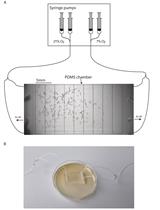 Aerotaxis Assay in <em>Caenorhabditis elegans</em> to Study Behavioral Plasticity