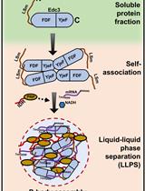 Assay to Study the Phase-transition Behavior of Edc3, a Conserved Processing Body (P-body) Marker Protein