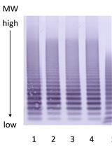 Von Willebrand Factor Multimer Analysis by Low Resolution SDS-Agarose Gel Electrophoresis