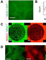 Co-differentiation and Co-maturation of Human Cardio-pulmonary Progenitors and Micro-Tissues from Human Induced Pluripotent Stem Cells