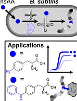 Incorporation of a Chemically Diverse Set of Non-Standard Amino Acids into a Gram-Positive Organism