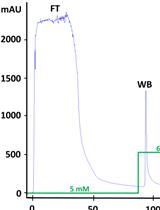 人醛脱氢酶的生产、纯化和荧光活性测定