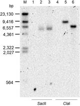 A New Tool for the Flexible Genetic Manipulation of Geobacillus kaustophilus