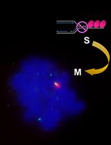 Microscopic Detection of DNA Synthesis in Early Mitosis at Repetitive <em>lacO</em> Sequences in Human Cells