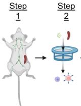 High-Efficiency Retroviral Transduction for Type 1 Regulatory T Cell Differentiation