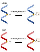 Carbamoyltransferase Enzyme Assay: In vitro Modification of 5-hydroxymethylcytosine (5hmC) to 5-carbamoyloxymethylcytosine (5cmC)