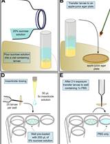 Evaluation of Mitochondrial Turnover Using Fluorescence Microscopy in <em>Drosophila</em>