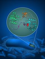 Split-Chloramphenicol Acetyl Transferase Assay to Study Protein-Protein Interactions and Ubiquitylation in Escherichia coli