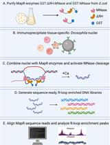 Tissue-Specific, Genome-wide Mapping of R-loops in Drosophila Using MapR