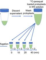 <sup>14</sup>C-paraquat Efflux Assay in <i>Arabidopsis</i> Mesophyll Protoplasts