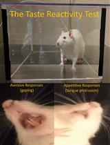 Characterizing Hedonic Responses to Flavors Paired with Internal Pain and Nausea through the Taste Reactivity Test in Rats
