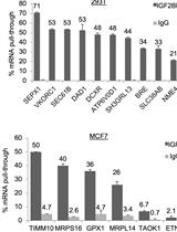 Enhanced Ribonucleoprotein Immunoprecipitation (RIP) Technique for the Identification of mRNA Species in Ribonucleoprotein Complexes
