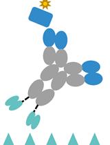 双特异性抗体双靶点桥接ELISA