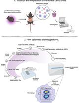 Flow Cytometry Analysis of SIRT6 Expression in Peritoneal Macrophages