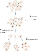 CRISPR/Cas9-mediated LRP10 Knockout in HuTu-80 and HEK 293T Cell Lines