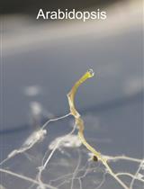 从模式植物拟南芥和农作物大豆中收集木质部分泌物