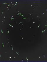 对小鼠（家鼠）精子参数进行一线评估