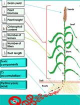 Measurement of Ascorbate Peroxidase Activity in Sorghum