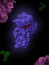 Staphylococcus aureus 30S Ribosomal Subunit Purification and Its Biochemical and Cryo-EM Analysis