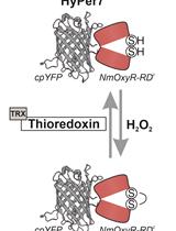 Measuring Intracellular H2O2 in Intact Human Cells Using the Genetically Encoded Fluorescent Sensor HyPer7