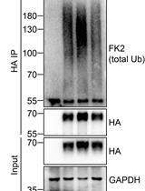 Analysis of the Ubiquitination and Phosphorylation of Vangl Proteins