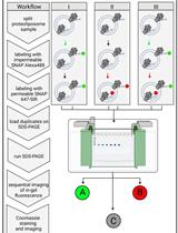 A Fluorescence-based Approach Utilizing Self-labeling Enzyme Tags to Determine Protein Orientation in Large Unilamellar Vesicles