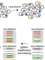 An Unbiased CRISPR-Cas9 Screening Method for the Identification of Positive and Negative Regulatory Proteins of Cell Adhesion