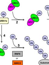 In vitro Di-ubiquitin Formation Assay and E3 Cooperation Assay