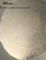 X射线晶体学:细胞色素P450还原酶加晶种技术