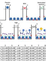 Binding Affinity Measurements Between DNA Aptamers and their Virus Targets Using ELONA and MST