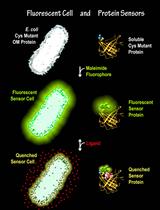 Fluorescent Binding Protein Sensors for Detection and Quantification of Biochemicals, Metabolites, and Natural Products