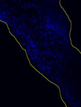 A Fast and Efficient Decellularization Method for Tissue Slices