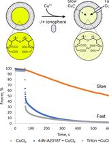 In vitro Assay to Evaluate Cation Transport of Ionophores