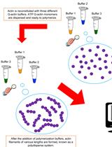 In vitro Preparation of Homogenous Actin Filaments for Dynamic and Electrophoretic Light Scattering Measurements