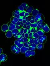 Using BODIPY FL-Sphingolipid Analogs to Study Sphingolipid Metabolism in Mouse Embryonic Stem Cells