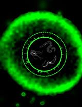 Efficient Generation of Genome-wide Libraries for Protein–ligand Screens Using Gibson Assembly