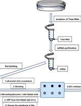 Analysis of N6-methyladenosine RNA Modification Levels by Dot Blotting