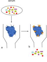 Human Auto-IgG Purification from High Volume Serum Sample by Protein G Affinity Purification