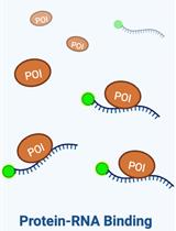 利用 RNA Pull-down 技术评价蛋白质-RNA 相互作用的体外结合亲和力