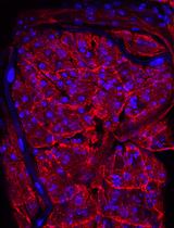 哺乳动物真核和原核病原体对果蝇发育中枢神经系统的感染