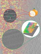 Focused Ion Beam Milling and Cryo-electron Tomography Methods to Study the Structure of the Primary Cell Wall in <em>Allium cepa</em>