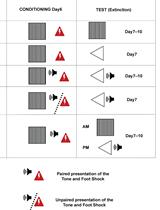 Conditioned Lick Suppression: Assessing Contextual, Cued, and Context-cue Compound Fear Responses Independently of Locomotor Activity in Mice