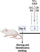 PERK Pathway Inhibitors Cure Group A Streptococcal Necrotizing Fasciitis in a Murine Model