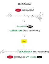 A Direct in vitro Fatty Acylation Assay for Hedgehog Acyltransferase